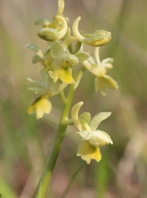 orchis pauciflora